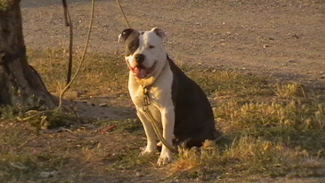 Goliath dit gun de christal amstaff's