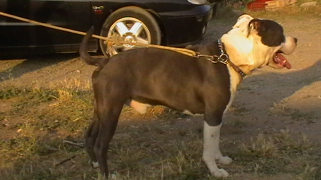 Goliath dit gun de christal amstaff's