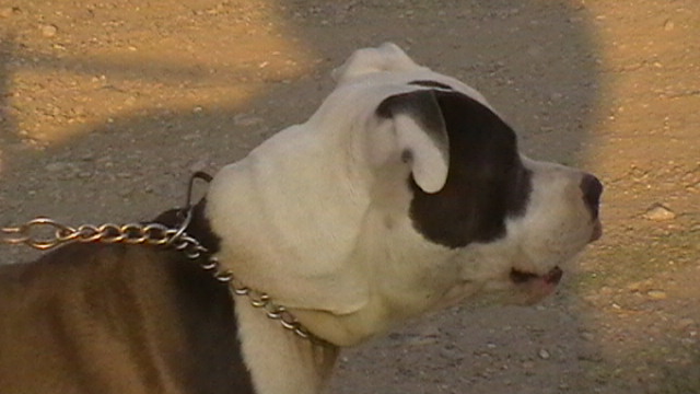 Goliath dit gun de christal amstaff's