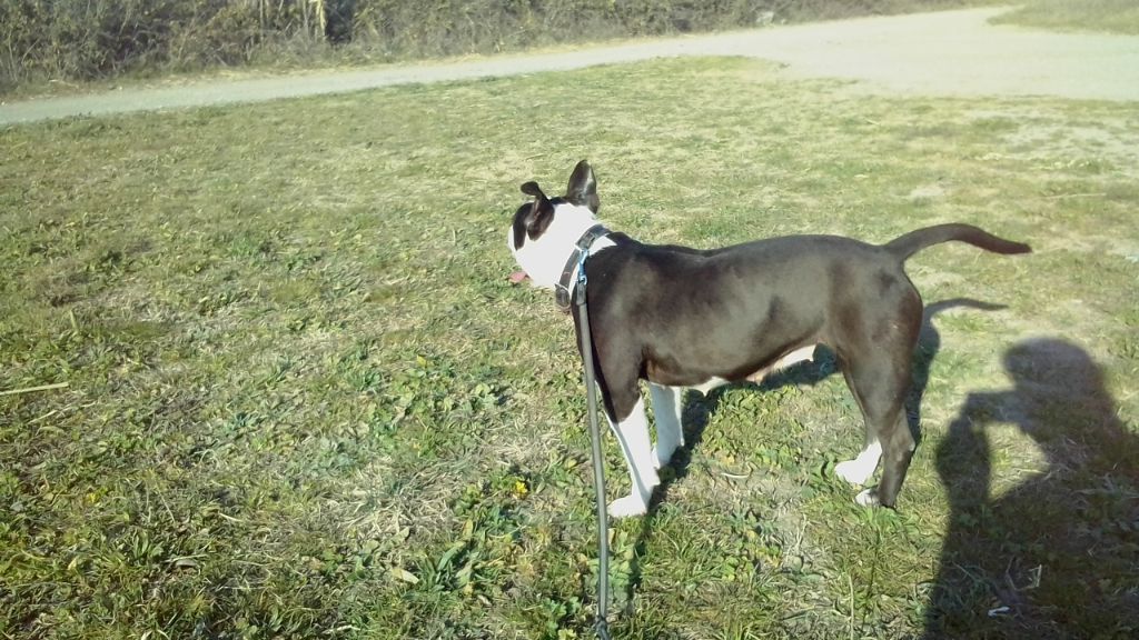 M'zana de christal amstaff's