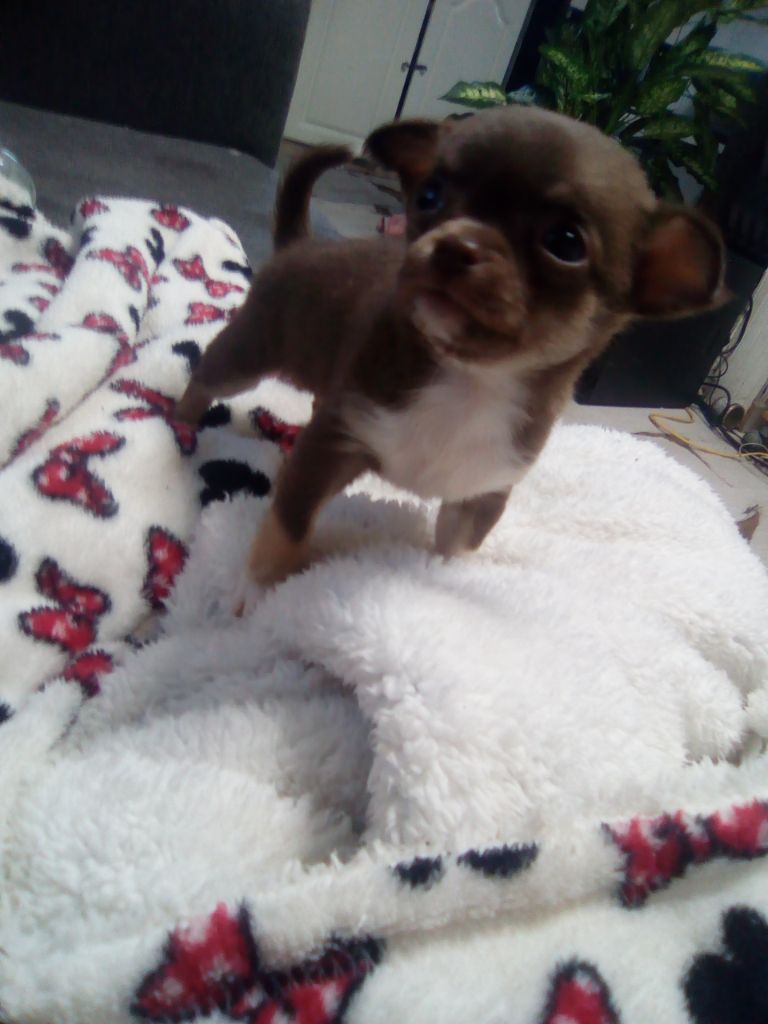 christal amstaff's - Chiot disponible  - Chihuahua