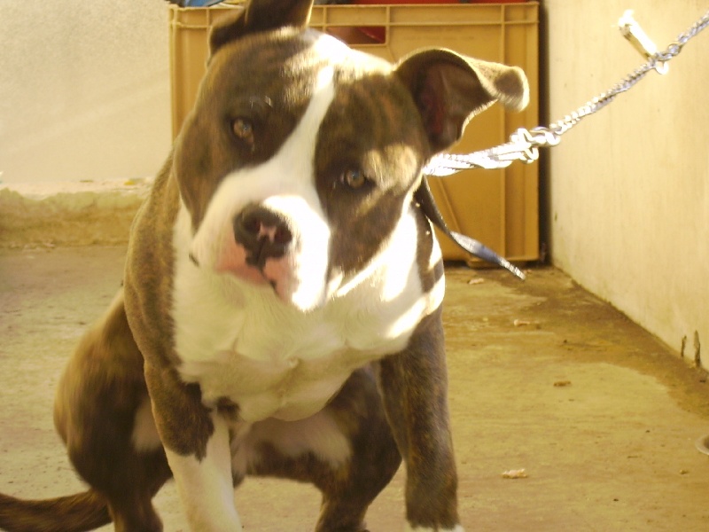 Blue ghost christal amstaff's