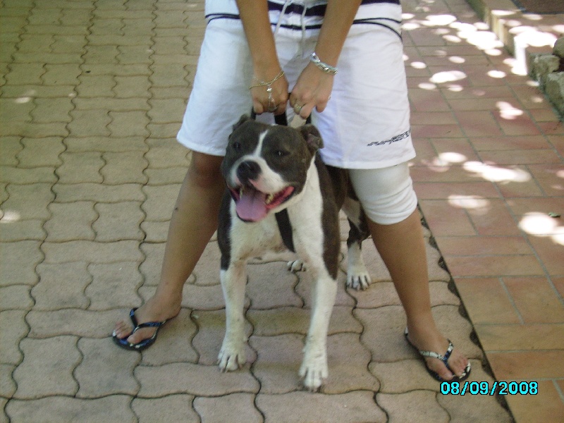 Blue star de christal amstaff's