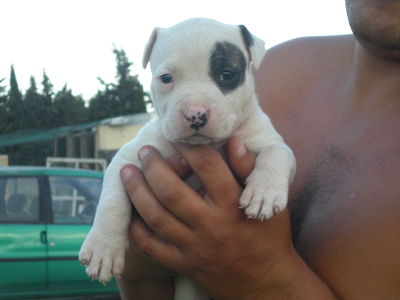 Daymon christal amstaff's