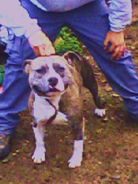 Blue tiger christal amstaff's